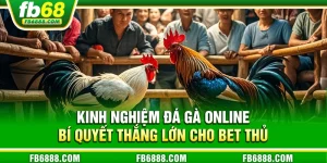 Kinh nghiệm đá gà online - Bí quyết thắng lớn cho bet thủ