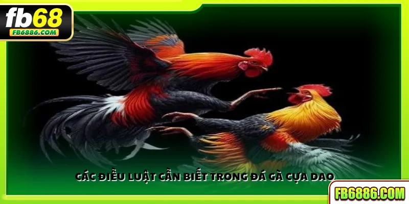 Các điều luật cần biết trong đá gà cựa dao