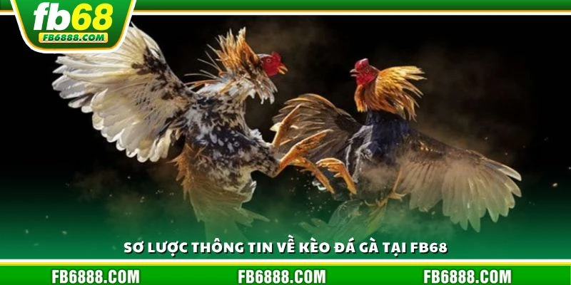Sơ lược thông tin về kèo đá gà tại FB68