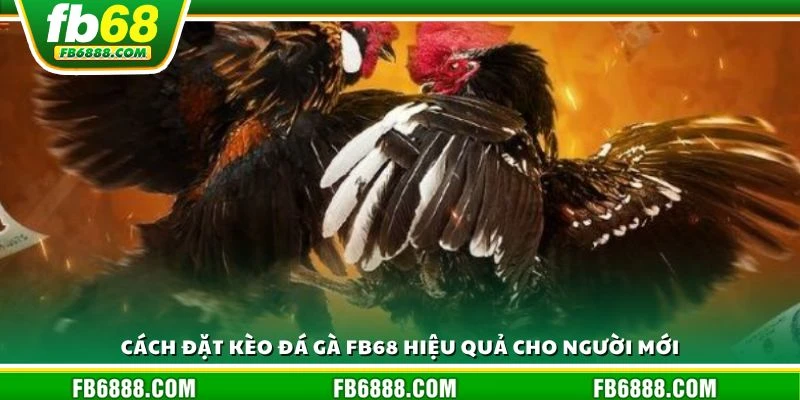Cách đặt kèo đá gà FB68 hiệu quả cho người mới